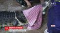 На популярном тайском курорте Пхукет поймали трехметровую рептилию
