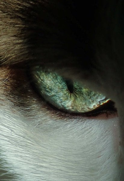 Як тварини бачать світ