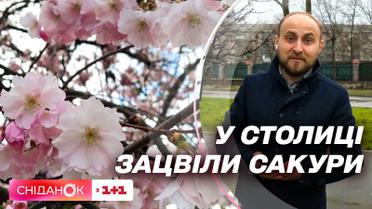 Весну не остановить: что прогнозируют синоптики и какие цветущие сигналы посылает нам весна
