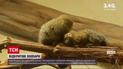 Новини світу: 260-річний зоопарк у Відні відкрився для відвідувачів після карантину