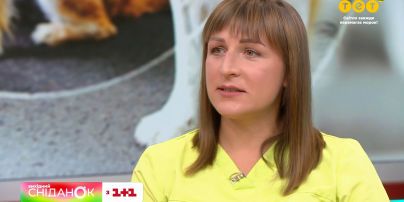 Как адаптировать животное в новой семье - советы ветеринара