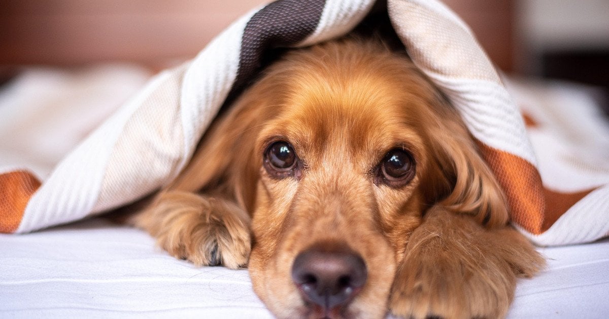 Як випрати ковдру, якщо вона не поміщається в машинку