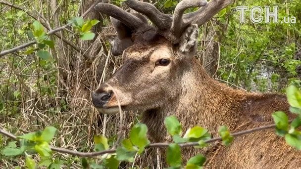 Олень Борис / © ТСН