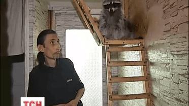 Киевлянин держит в небольшой квартире двух енотов