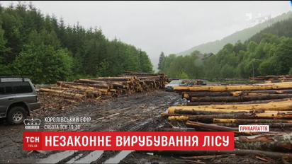 Правоохранители разоблачили незаконную продажу древесины, хотя самих рубок в лесу не нашли
