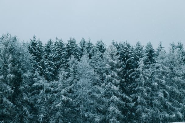 Народні прикмети 15 грудня / © Pexels