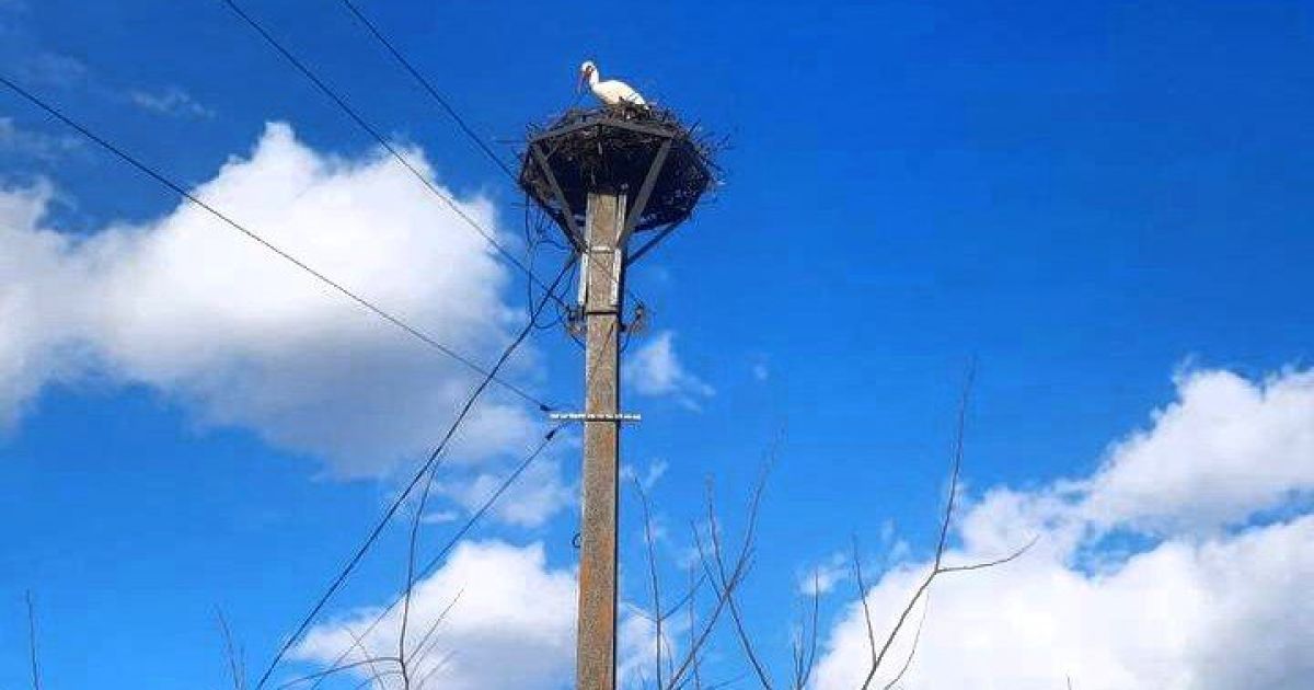 У Київській області місцеві жителі допомогли лелеці полагодити гніздо