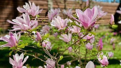 Квіти магнолії