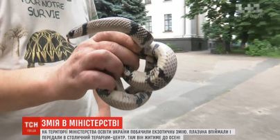 На територію Міністерства освіти України завітала екзотична змія