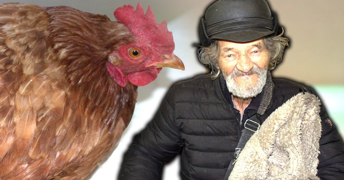 Дедушка с курицей