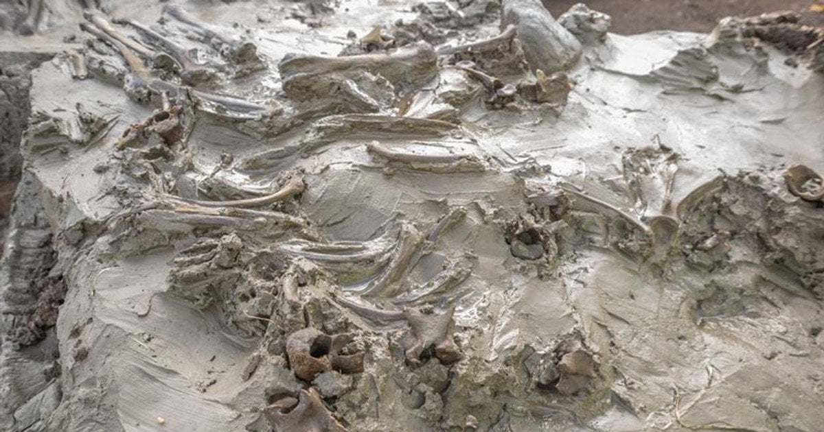 Ритуальное погребение собаки каменного века