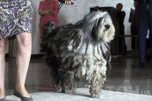 Бергамська вівчарка / © Associated Press
