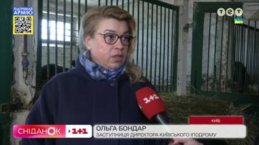 Що відбувається на Київському іподромі та як почуваються коні