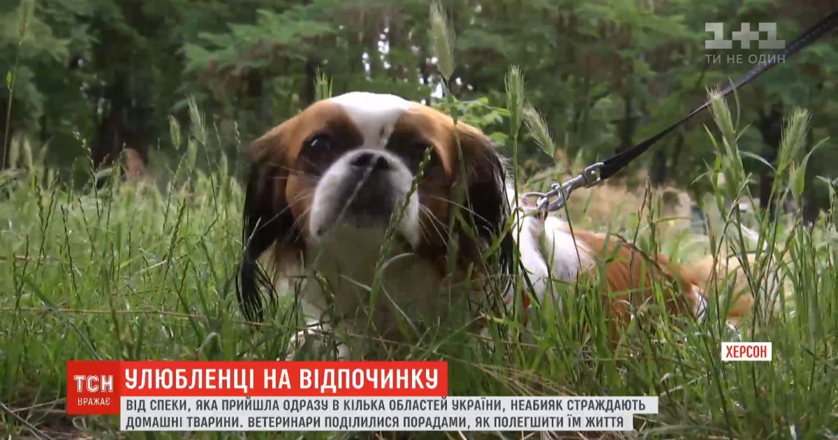 Животные на отдыхе: как уберечь четвероногих от теплового удара