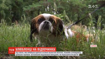 Животные на отдыхе: как уберечь четвероногих от теплового удара