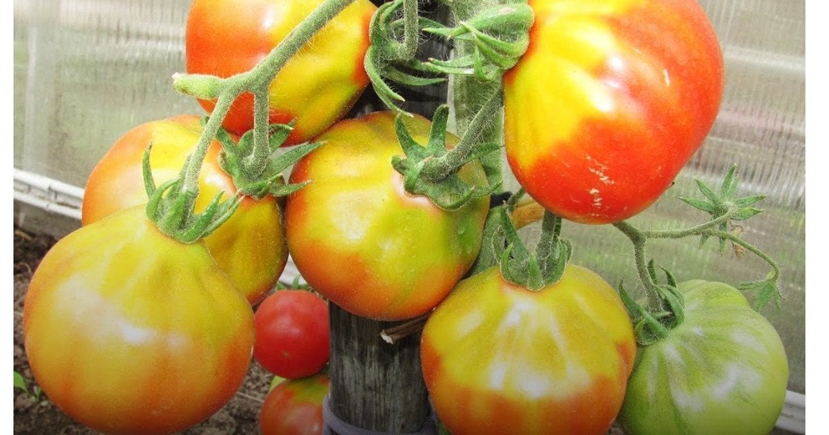 Жовті плями на помідорах