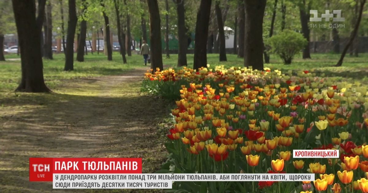 Тсн парк. ТСН тюльпан