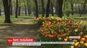 Более трех миллионов тюльпанов расцвело в Кропивницком
