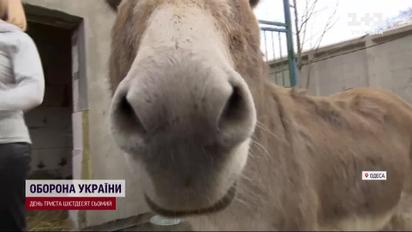 Крокодил з потягу і віслюк Хаймерс: київський зоопарк прихистив 400 тварин-переселенців