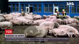 Новости Украины: в Германии пожарные тушили ферму и теперь не знают, куда девать животных