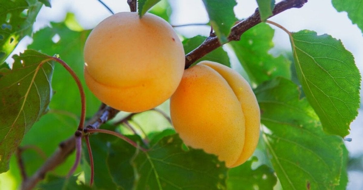 Подкормка абрикосов