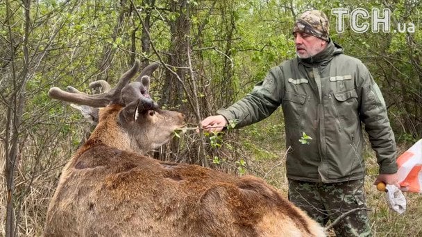 Олень Борис / © ТСН