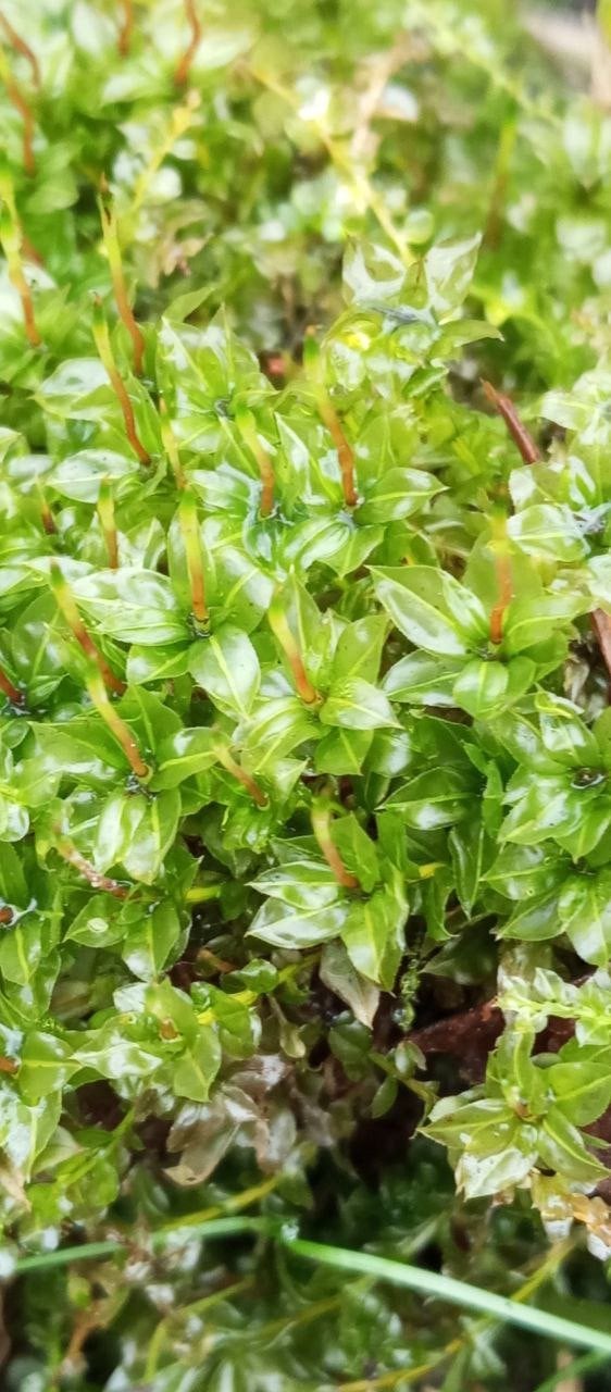 Плягіомніум чудовий (Plagiomnium insigne). Фото: Ківерцівський національний природний парк «Цуманська пуща»