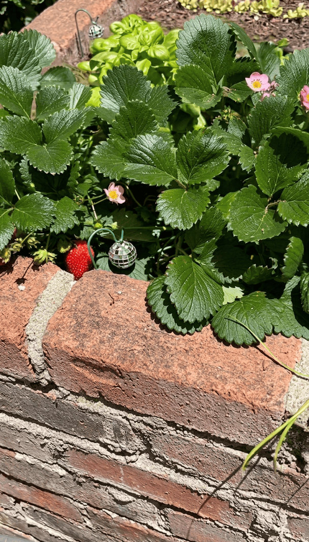 Диско-кулі в саду instagram.com/abitoflovehome / © Instagram