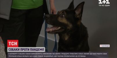 В аеропорту Гельсінкі собаки виявлятимуть інфікованих COVID-19 пасажирів