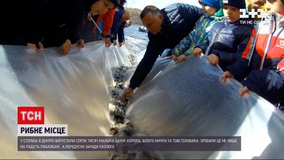 Новини України: у Києві в Дніпро випустили 40 тисяч рибин
