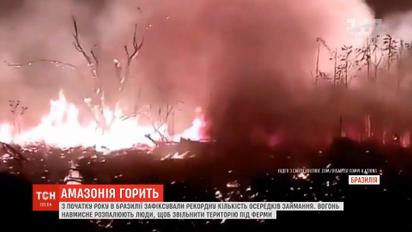С начала года в Бразилии зафиксировали рекордное количество очагов лесных пожаров