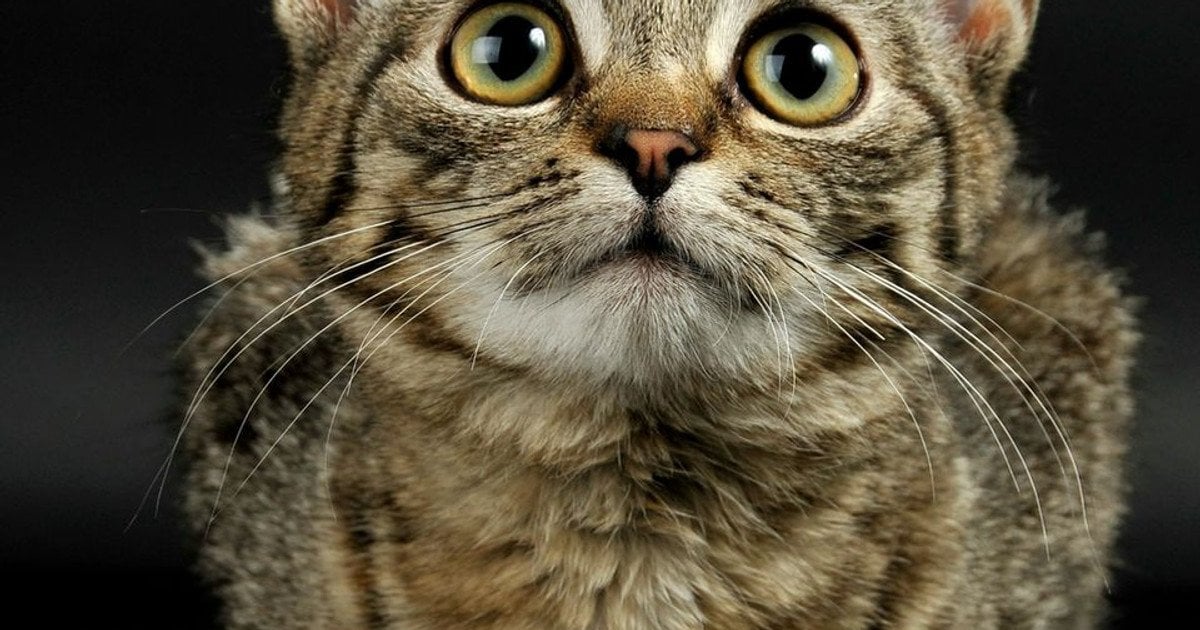 Коти