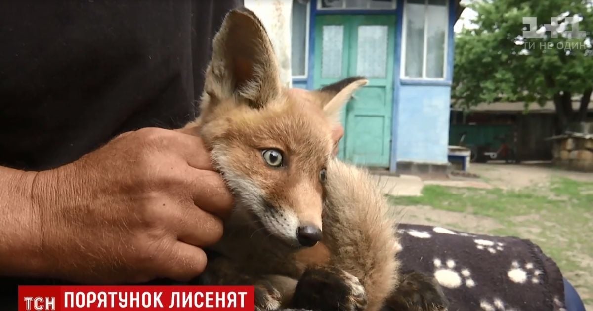 На Черниговщине спасают маленьких лисят, которые попали в капканы