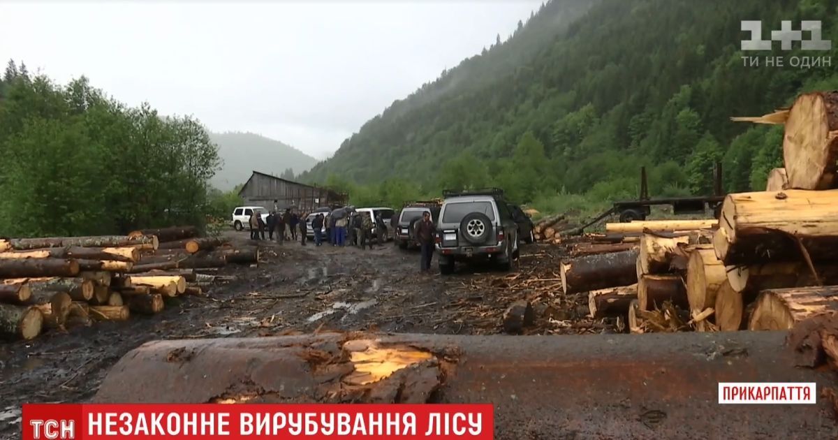 Скандал с вырубкой леса на Закарпатье СБУ говорит про незаконные схемы, а предприниматели – о рейдерском захвате