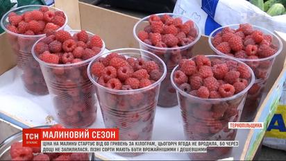 Сезон малины: какой в Украине урожай и какие цены на ягоду
