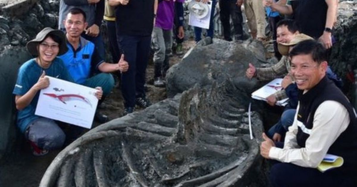 Скелет кита віком до п'яти тисяч років_3 / © BBC