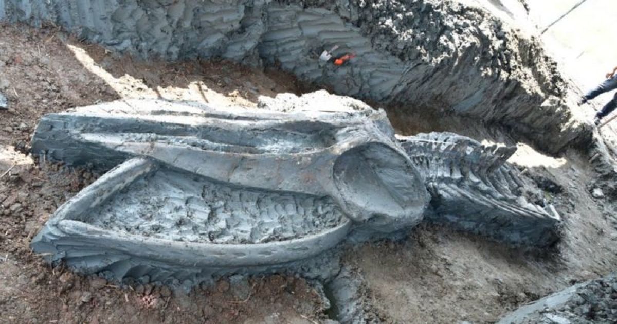 Скелет кита віком до п'яти тисяч років_1 / © BBC