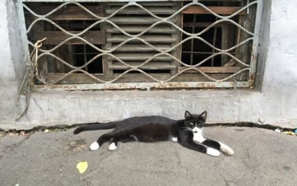 "Человек, найдись!": в Киеве ласковая кошка Масочка ищет дом