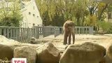 У столичному зоопарку тварин переводять у теплі вольєри