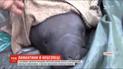 В Колумбии полсотни людей под руководством биологов освободили из ловушки четырех ламантинов