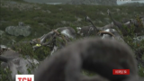 У Норвегії від удару блискавки загинуло понад 320 диких оленів
