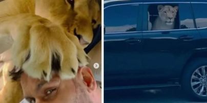 Депутат из Харькова прокатился с ветерком с африканским львом в кабине авто (видео)