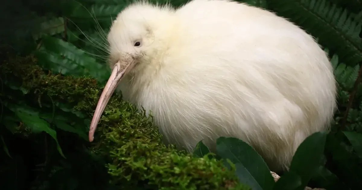 Білий ківі. Фото: Pukaha National Wildlife Centre