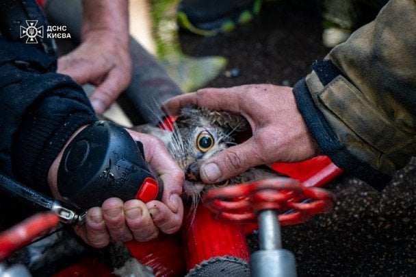 Пожарный приводит в чувство спасенного котика / © Управление ГСЧС Киева