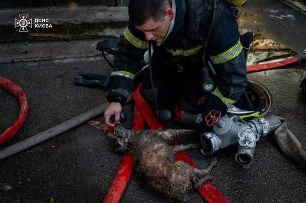 Пожарный приводит в чувство спасенную собачку / © Управление ГСЧС Киева
