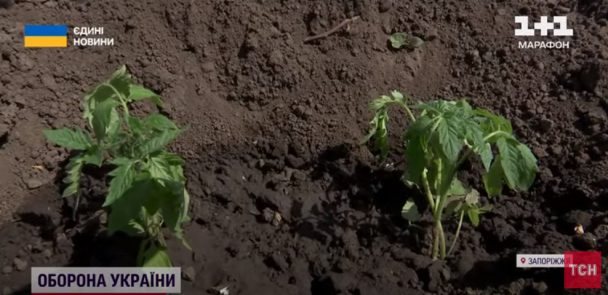 На Запоріжжі люди можуть втратити урожай через брак води