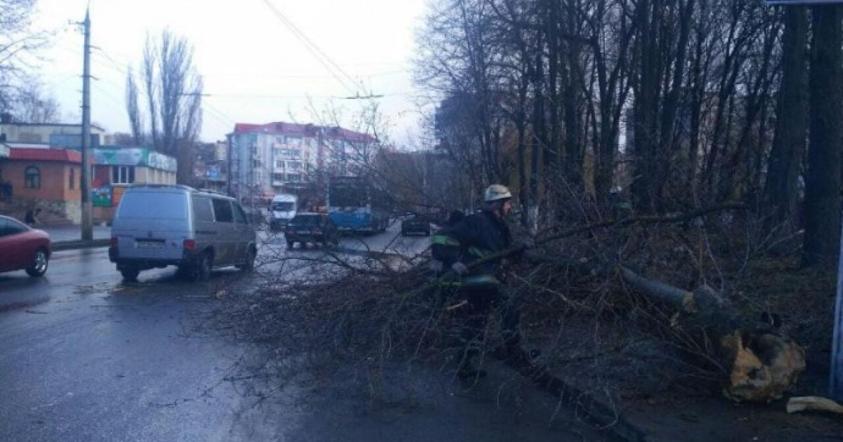 В Виннице посреди улицы дерево упало на ребенка. Девочка погибла