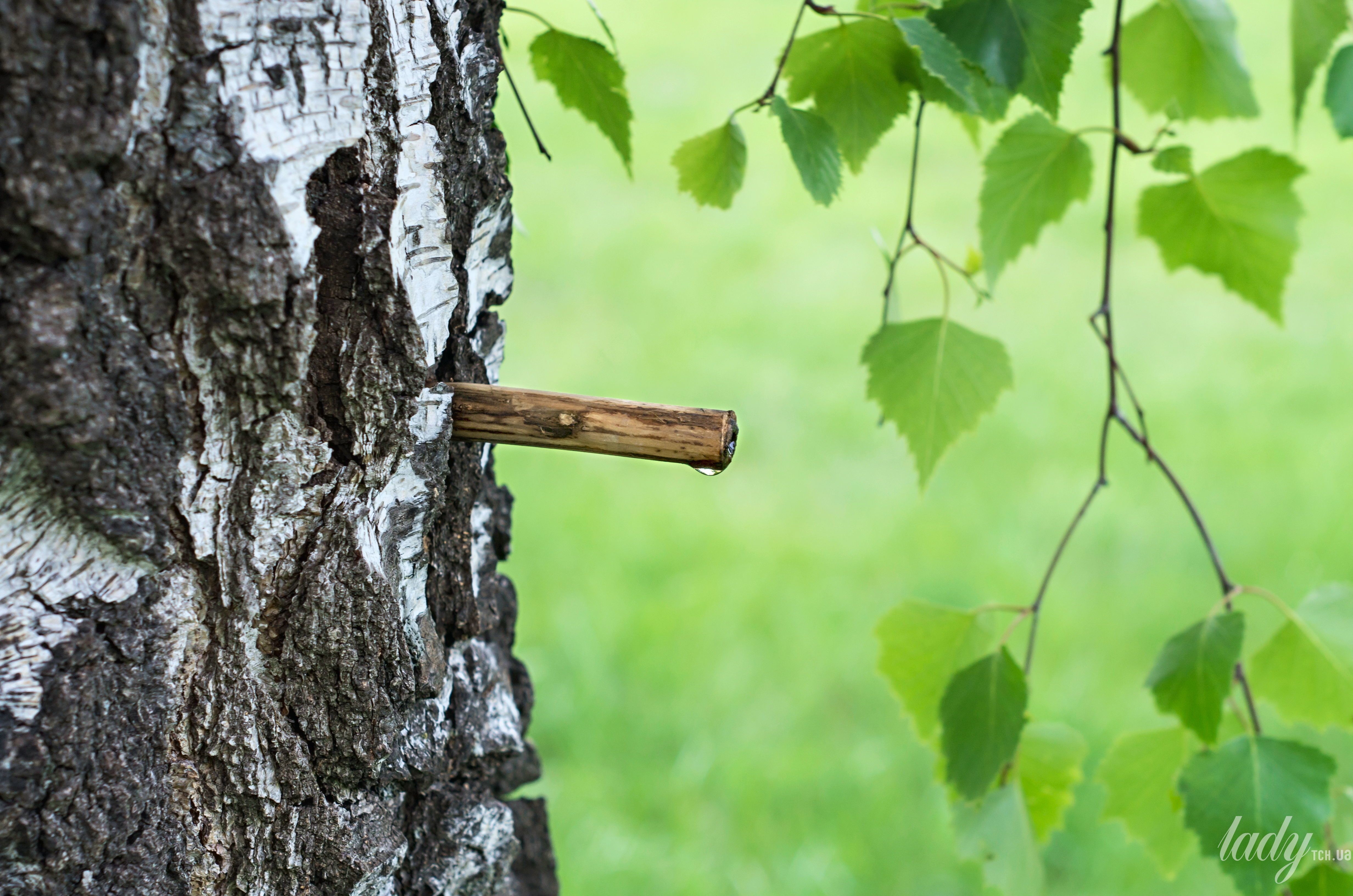 Plants that absolutely cannot be pruned in spring / © www.credits