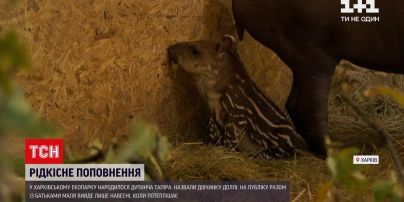 Новини України: у харківському екопарку у родині тапірів народилось дитинча