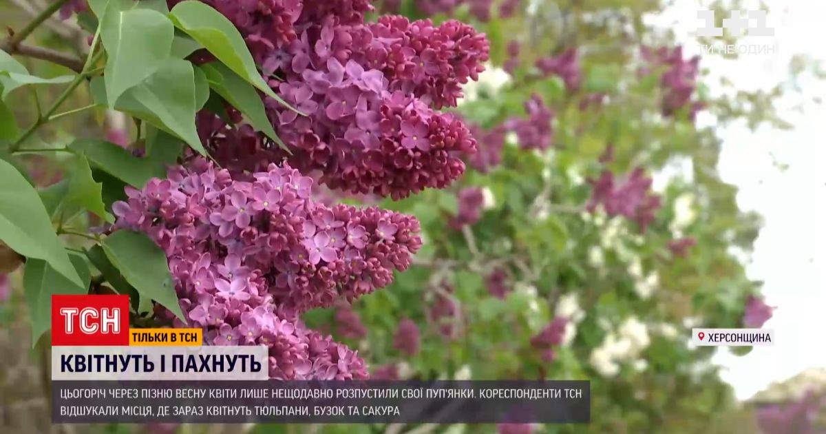 Новости Украины: где порадоваться буйному цветению и сделать фото